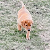 Cheyenne , a female Labrador Retriever for sale in Marengo, IL – Photo 7 of 10