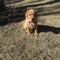Cheyenne , a female Labrador Retriever for sale in Marengo, IL – Photo 10 of 10
