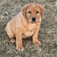 Cheyenne , a female Labrador Retriever for sale in Marengo, IL – Photo 3 of 10