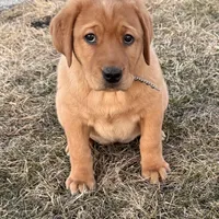 Cheyenne , a female Labrador Retriever for sale in Marengo, IL – Photo 4 of 10