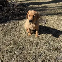 Cheyenne , a female Labrador Retriever for sale in Marengo, IL – Photo 9 of 10