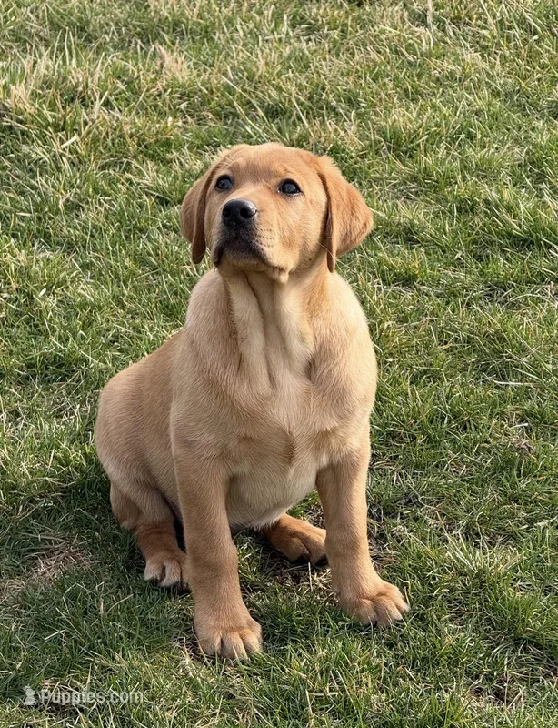 Cheyenne  – Labrador Retriever puppy for sale in Marengo, IL