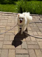 Lucky, a male Pomeranian for sale in Ypsilanti, MI – 7 of 7