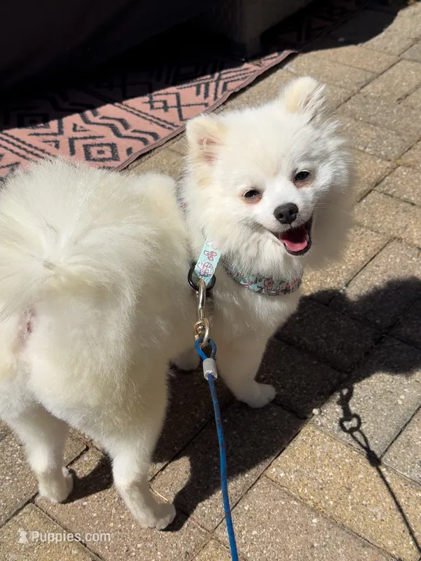 Lucky – Pomeranian puppy for sale in Ypsilanti, MI