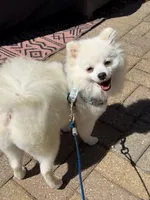 Lucky, a male Pomeranian for sale in Ypsilanti, MI – 5 of 7