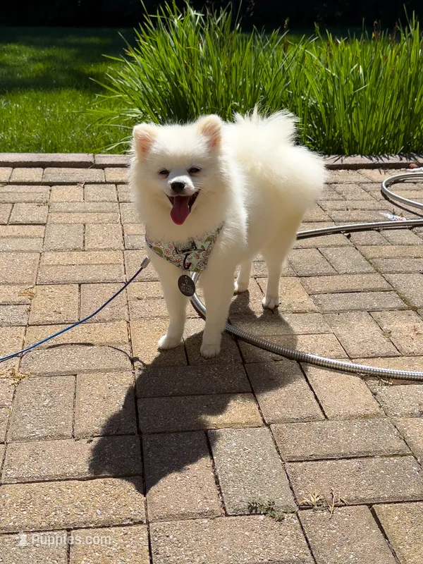 Lucky – Pomeranian puppy for sale in Ypsilanti, MI