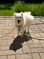 Lucky, a male Pomeranian for sale in Ypsilanti, MI – 1 of 7
