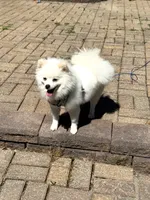 Lucky, a male Pomeranian for sale in Ypsilanti, MI – 3 of 7