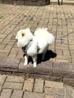 Lucky, a male Pomeranian for sale in Ypsilanti, MI – 4 of 7