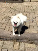 Lucky, a male Pomeranian for sale in Ypsilanti, MI – 2 of 7