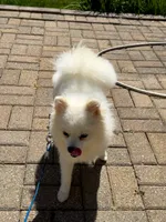 Lucky, a male Pomeranian for sale in Ypsilanti, MI – 6 of 7