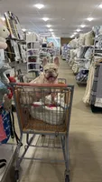 Luna, a female French Bulldog for sale in Tampa, FL – 3 of 4