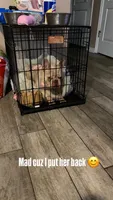 Luna, a female French Bulldog for sale in Tampa, FL – 2 of 4