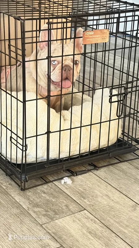 Luna – French Bulldog puppy for sale in Tampa, FL