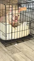 Luna, a female French Bulldog for sale in Tampa, FL – 1 of 4