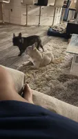 Luna, a female French Bulldog for sale in Tampa, FL – 4 of 4