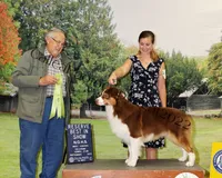 Dillon, a male Border Collie for sale in Iowa Park, TX – 4 of 4