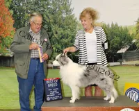 Abby, a female Border Collie for sale in Iowa Park, TX – 2 of 3