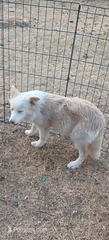 Dillon – Border Collie puppy for sale in Iowa Park, TX