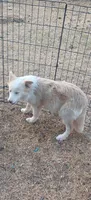 Dillon, a male Border Collie for sale in Iowa Park, TX – 1 of 5