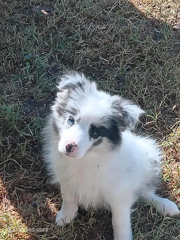 Abby – Border Collie puppy for sale in Iowa Park, TX