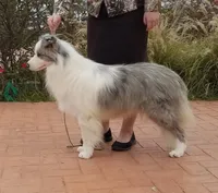 Dillon, a male Border Collie for sale in Iowa Park, TX – 2 of 4