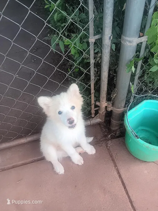 Dillon – Border Collie puppy for sale in Iowa Park, TX