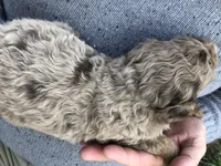 Hoss, a male Bernedoodle for sale in Spokane, WA – 2 of 3