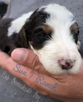 Abe, a male Bernedoodle for sale in Spokane, WA – 2 of 3