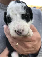 Cecil, a male Bernedoodle for sale in Spokane, WA – 3 of 3