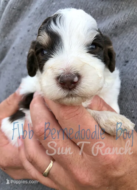 Finn – Bernedoodle puppy for sale in Spokane, WA