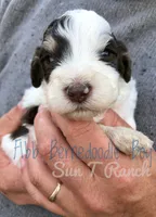 Finn, a male Bernedoodle for sale in Spokane, WA – 1 of 4