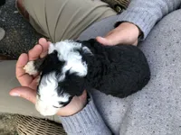 Cecil, a male Bernedoodle for sale in Spokane, WA – 2 of 3