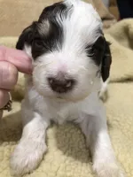 Finn, a male Bernedoodle for sale in Spokane, WA – 3 of 4