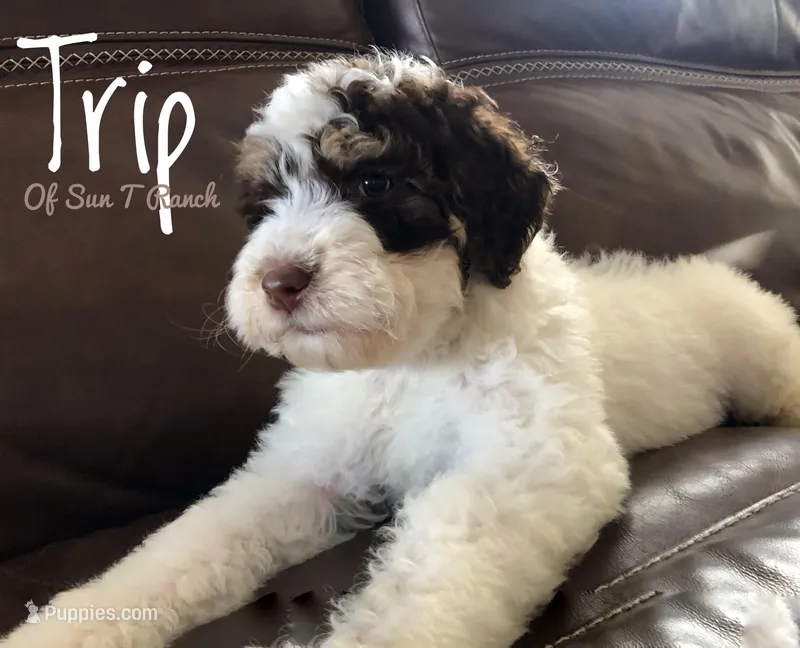 Trip, a male Bernedoodle for sale in Spokane, WA – Photo 1 of 2