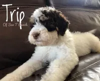 Trip, a male Bernedoodle for sale in Spokane, WA – Photo 1 of 2
