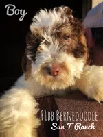 Trip, a male Bernedoodle for sale in Spokane, WA – Photo 2 of 2