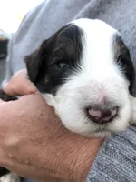 Buck, a male Bernedoodle for sale in Spokane, WA – 3 of 3