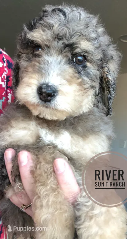River, a male Bernedoodle for sale in Spokane, WA – Photo 1 of 2