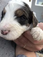 Abe, a male Bernedoodle for sale in Spokane, WA – 1 of 3