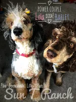 Hopper, a male Bernedoodle for sale in Spokane, WA – Photo 2 of 2