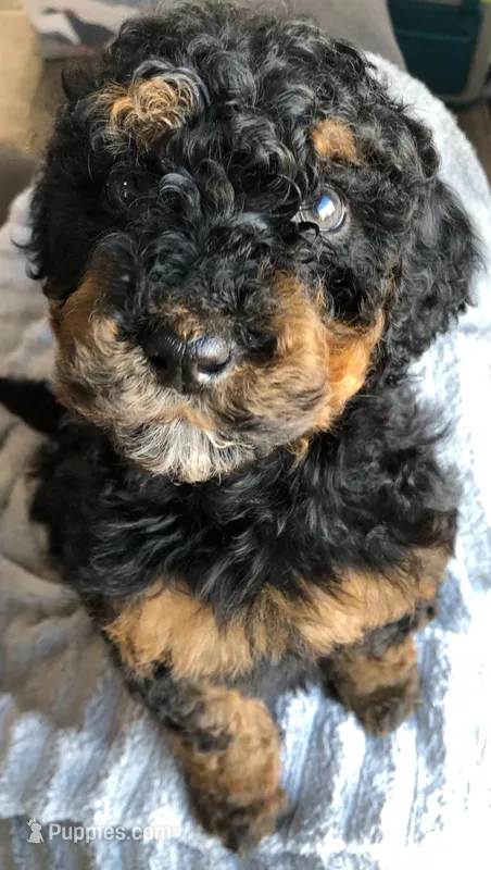 Hopper, a male Bernedoodle for sale in Spokane, WA – Photo 1 of 2