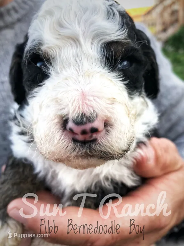 Cecil, a male Bernedoodle for sale in Spokane, WA – 1 of 3