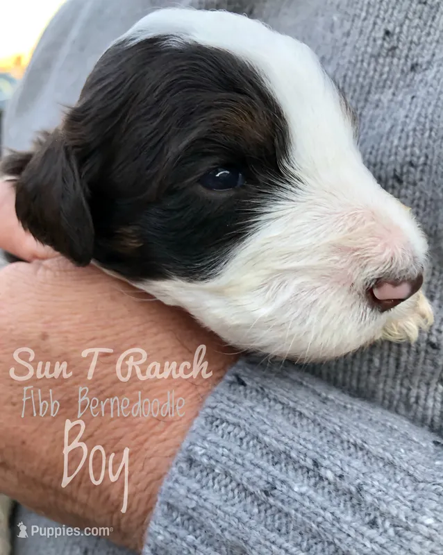 Buck, a male Bernedoodle for sale in Spokane, WA – 1 of 3