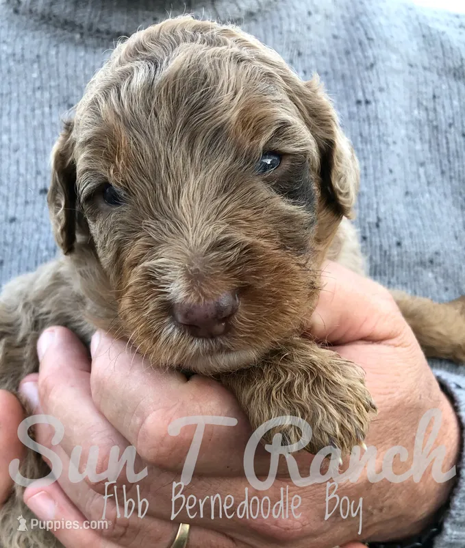 Hoss – Bernedoodle puppy on hold in Spokane, WA