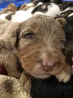 Hoss, a male Bernedoodle for sale in Spokane, WA – 3 of 3