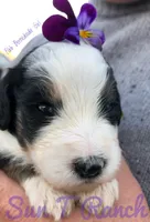 Violet, a female Bernedoodle for sale in Spokane, WA – 2 of 3