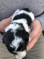 Dude, a male Bernedoodle for sale in Spokane, WA – 2 of 2
