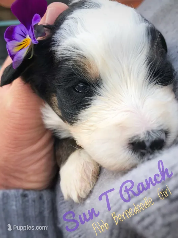 Violet – Bernedoodle puppy for sale in Spokane, WA