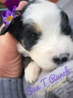 Violet, a female Bernedoodle for sale in Spokane, WA – 1 of 3